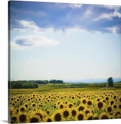Sunflower field in France.