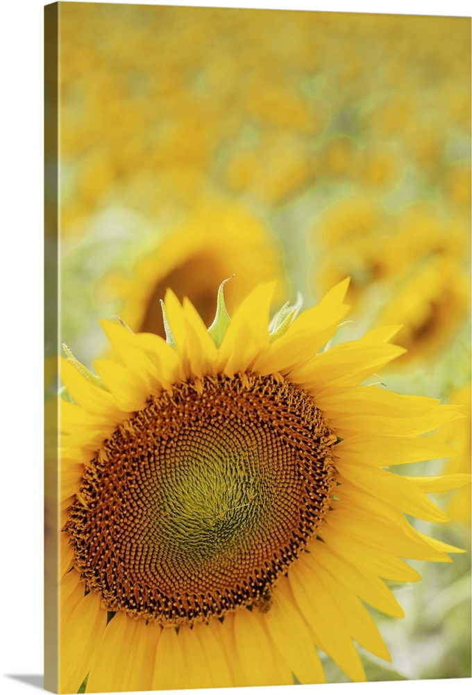 Sunflower in field, close up, Cingoli.