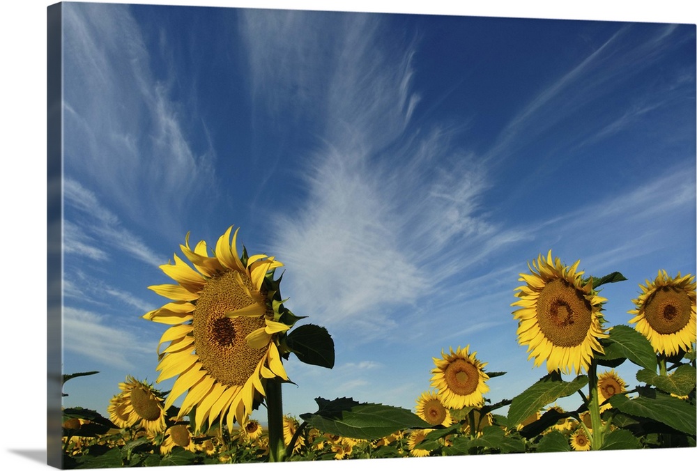 Sunflowers fields against blue sky.