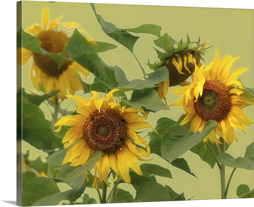 Large sunflowers whose petals have begun to wilt are photographed in front of a light green background.