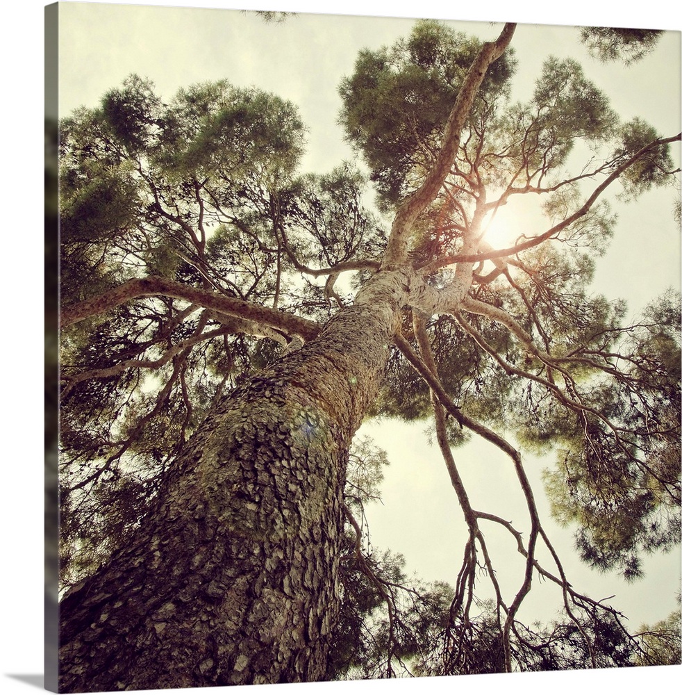 Sunlight passing through branches of tree.