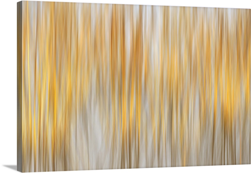 An abstract image of marsh grasses on a nature reserve lit by afternoon sunshine, and produced using intentional camera mo...