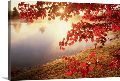Sunrise Through Autumn Leaves