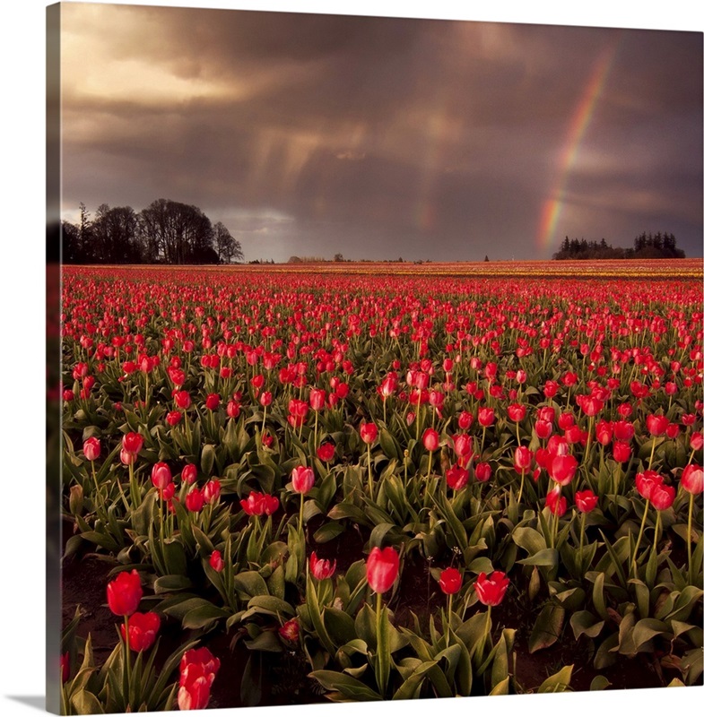 Sunset at tulip farm in Woodburn, Oregon. Great Big Canvas