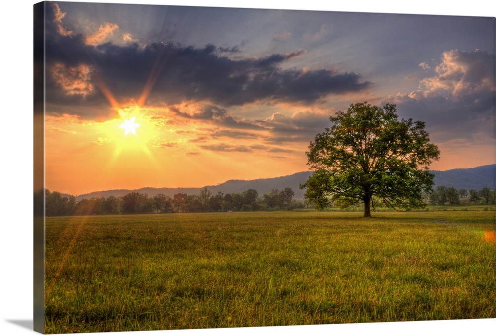 Premium Photo  Amazing sunset in the field with alone standing heart tree