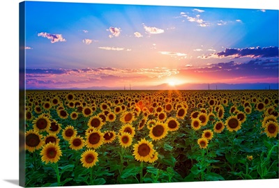 Sunset from sunflower field on eastern plains of Colorado, near Denver.