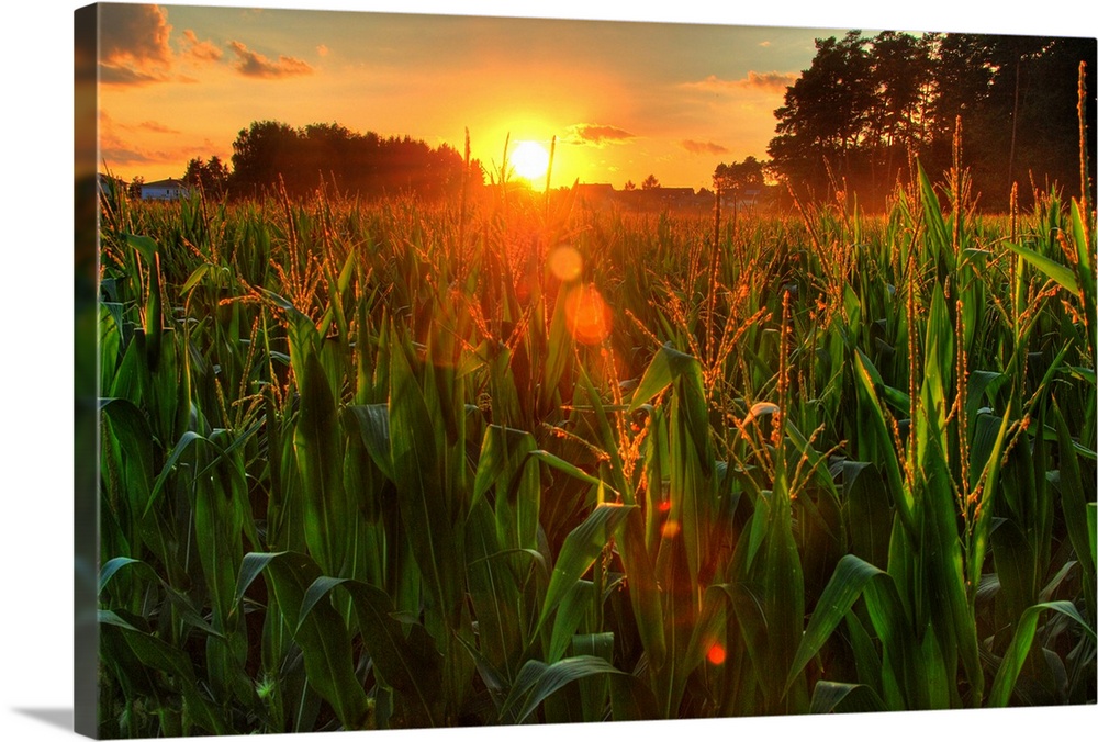 Sunset over late summer harvest of corn.