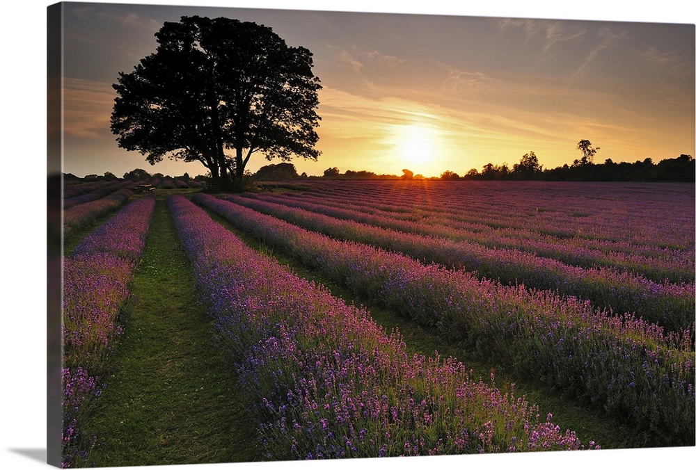 Sunset over lavender field.