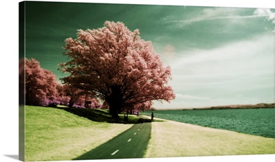 Surreal waterfront path past pink tree, Alexandria, Virginia