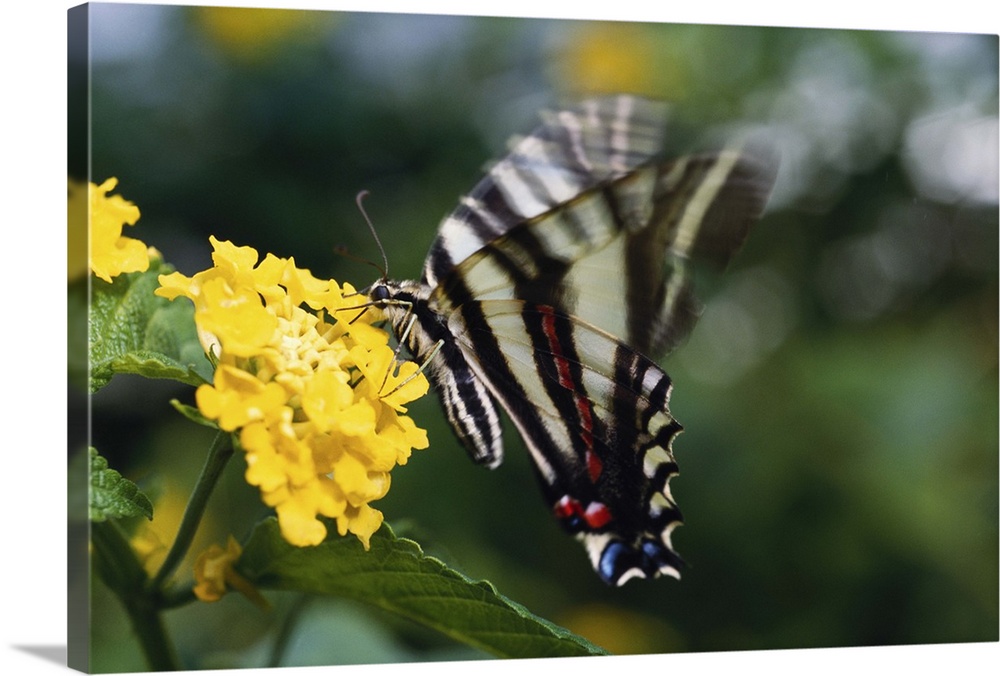 A butterfly, in the family of Swallowtails or Papiliondae (Latin) on a yellow flower.  There is motion in the beating wing...