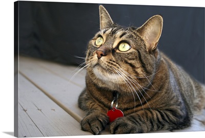 Tabby Cat with Yellow Eyes