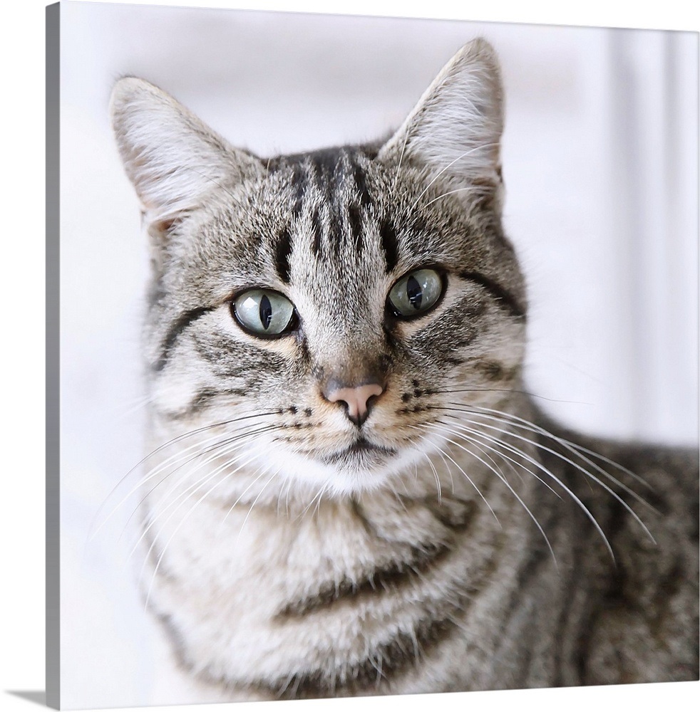 Tabby gray cat and green eyes. Wall Art, Canvas Prints, Framed Prints