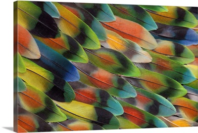 Tail Feather Design And Pattern Of Many Varities Of Lovebirds