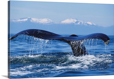 Tail Of Surfacing Humpback Whale