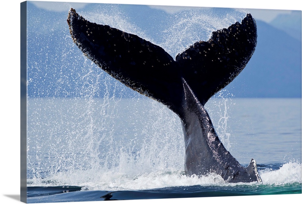 USA, Alaska, Tongass National Forest, Humpback Whale (Megaptera novaengliae) slaps tail with enormous splash of water