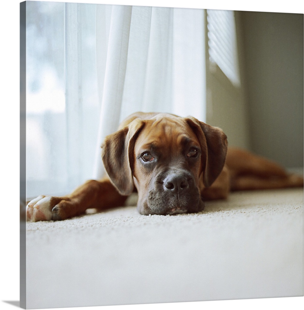 Tan boxer puppy laying on carpet near window looking at camera with white curtains and gray walls.