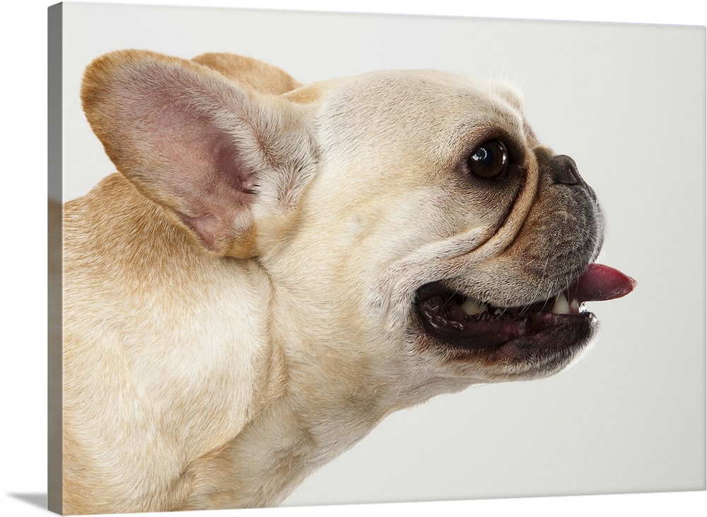 Tan French Bulldog profile portrait with his tongue hanging back on a white background in studio