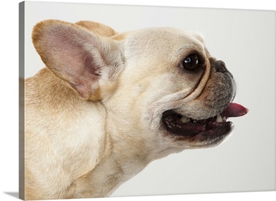 Tan French Bulldog sticking its tongue out