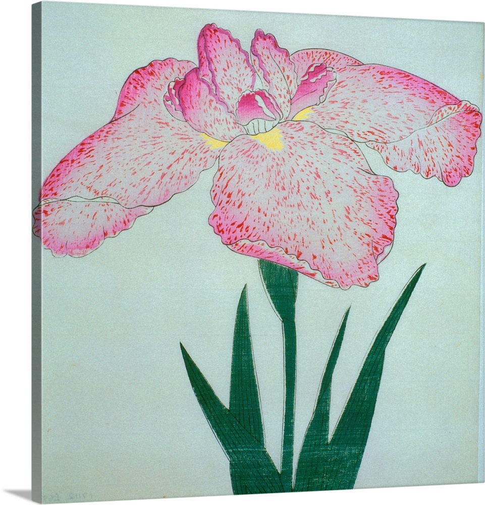 Illustration from a Japanese book on irises, Iris Kaempferae