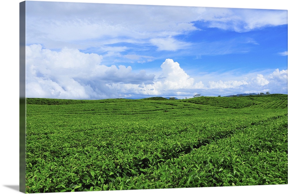 Tea Plantation