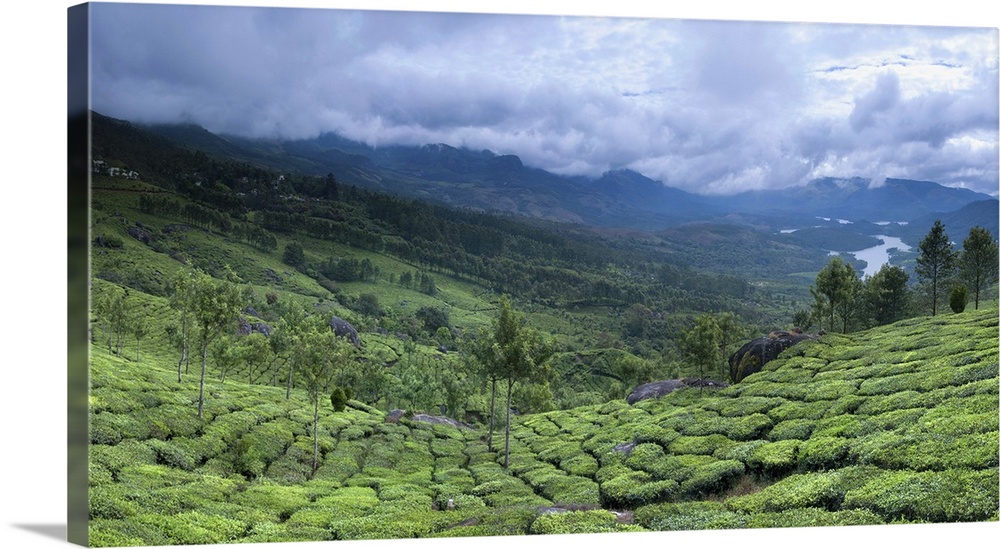 Tea plantation 2 Kerala state India