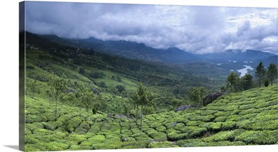 Tea plantation, Kerala state, India