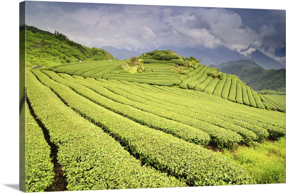 Tea plantation, Taiwan.