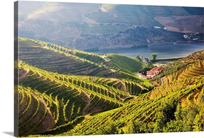 Terraced Vineyards lining the hills of the Duoro Valley, Portugal