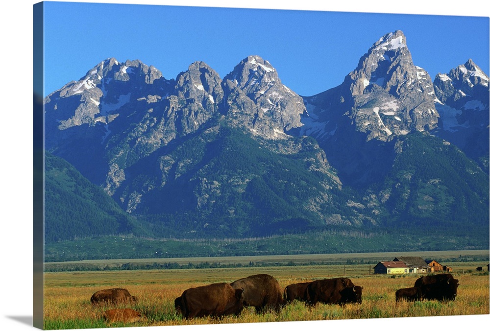 Grand Teton National Park, Wyoming, United States, North America