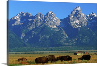 Teton Range overlooking bisons grazing at Jackson Hole, Wyoming