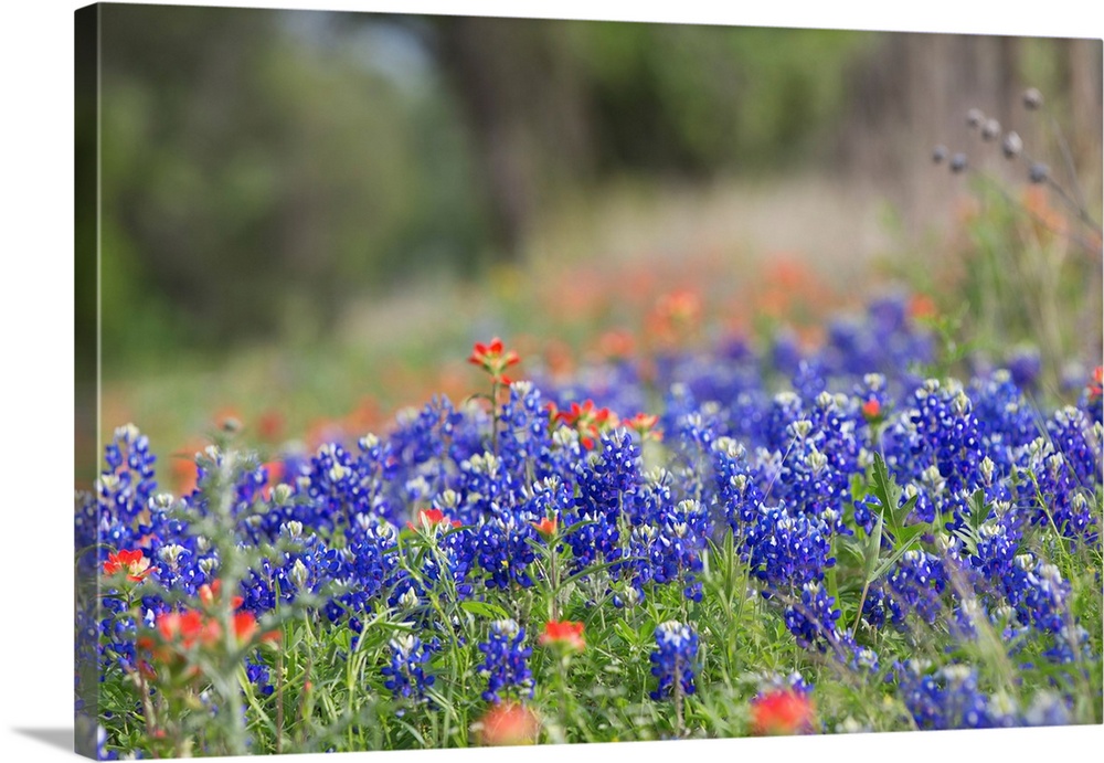 Texas wildflowers in bloom along a dirt road in rural Texas.