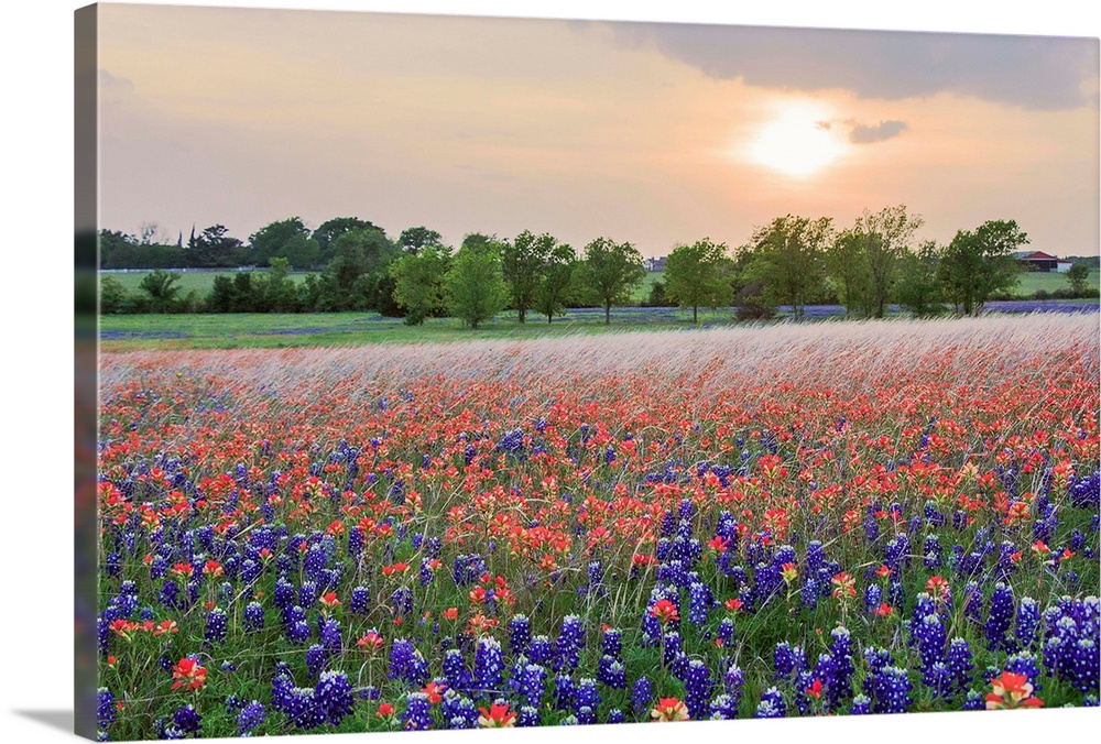 A Field of Texas Wildflowers Spring 2014.