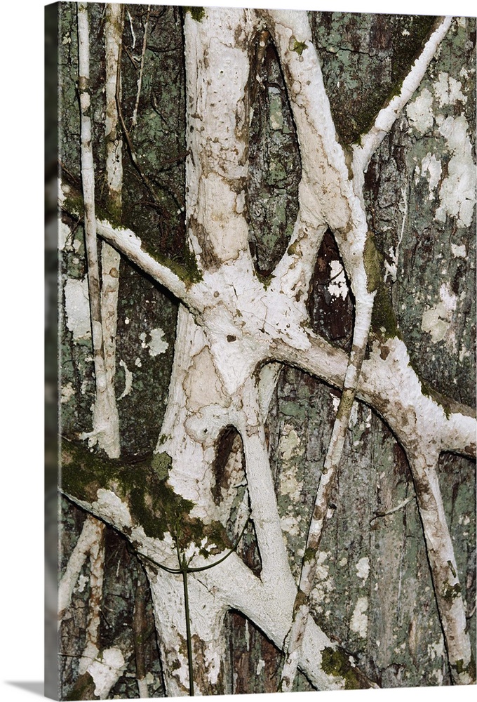 Texture and pattern of strangler fig roots on tree trunk