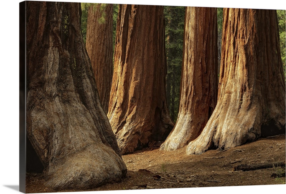Soft light daytime view of the Bachelor and Three Graces, four giant sequoias in Mariposa Grove.