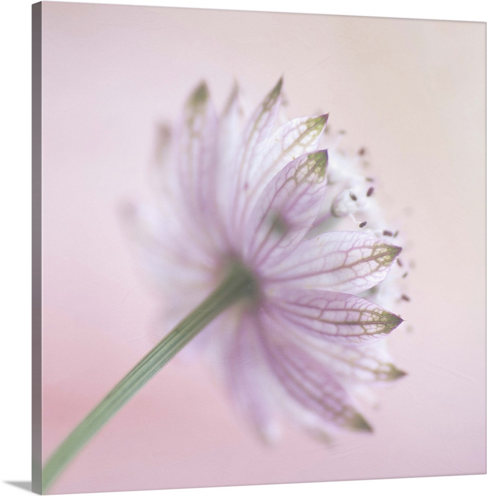 The back view of a  soft pink 'Astrantia major'  flower.Soft textures added during processing.