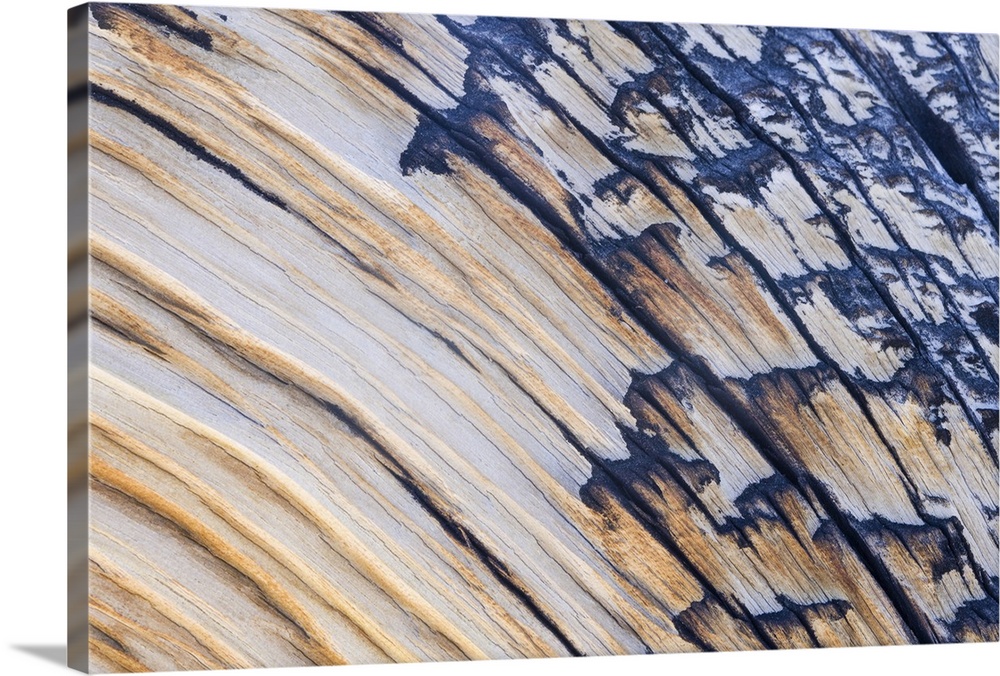 Up-close photograph of rings and splinters of peeling lumber on tree.