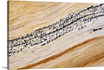 The bark and wood of the Great Basin Bristlecone Pine (Pinus longaeva)