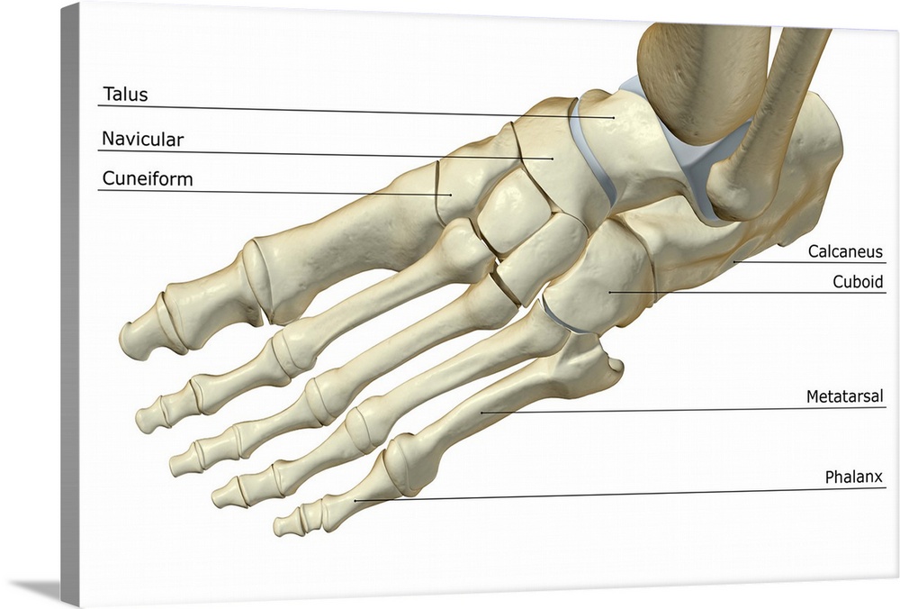 The bones of the foot