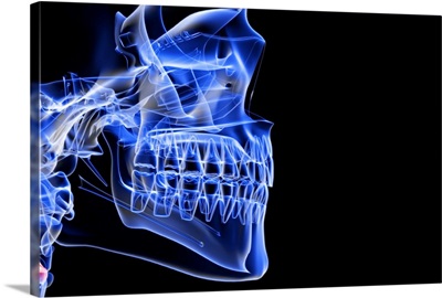 The bones of the jaw