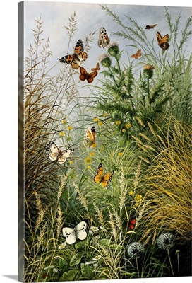 The Butterflies' Haunt (Dandelion Clocks And Thistles)