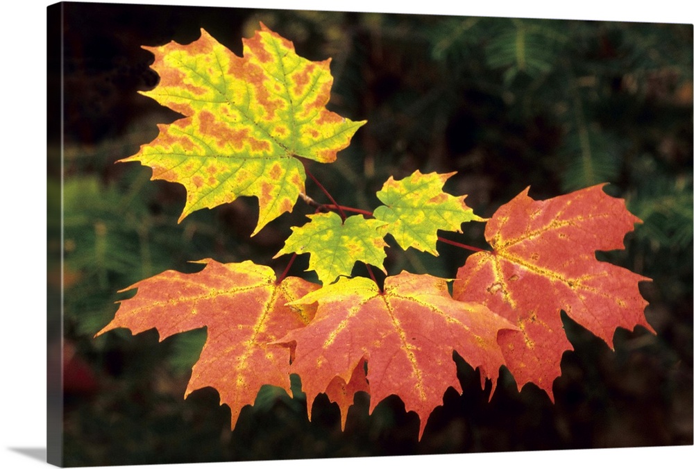 Leaf Pigments; Fall Colors, Chlorophyll (green) Xanthophylls (yellow) & Carotenes (orange). Sugar Maple (Acer saccharum). ...