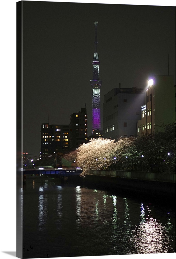 The cherry blossoms at river side and Tokyo skytree are iluminated at night.