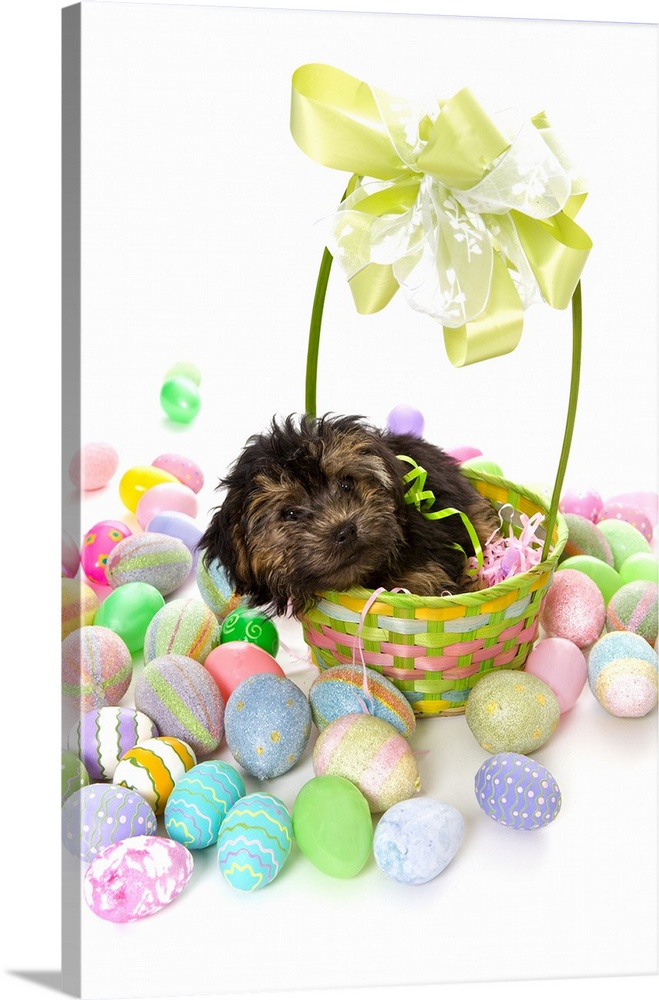 A Yorkie-poo puppy encountering an Easter basket and Easter eggs.