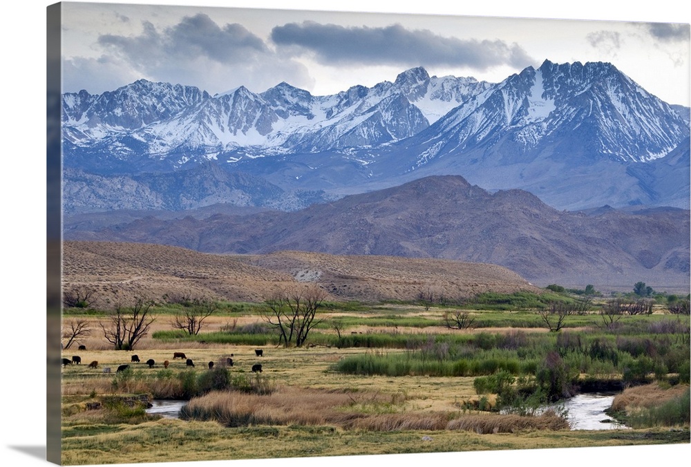 The Eastern Sierra Nevada mountains rise above the Owens River just outside of Bishop, CA.