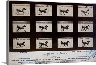 The Horse In Motion By Eadweard Muybridge