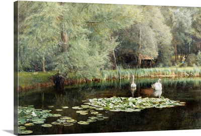 The Lily Pond