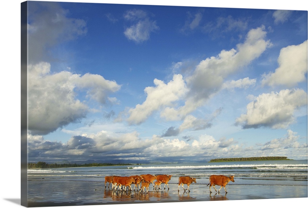A group of cows walking on beach with beautiful sky and reflection. Photo taken at Sirombu Beach, Nias Island, Indonesia