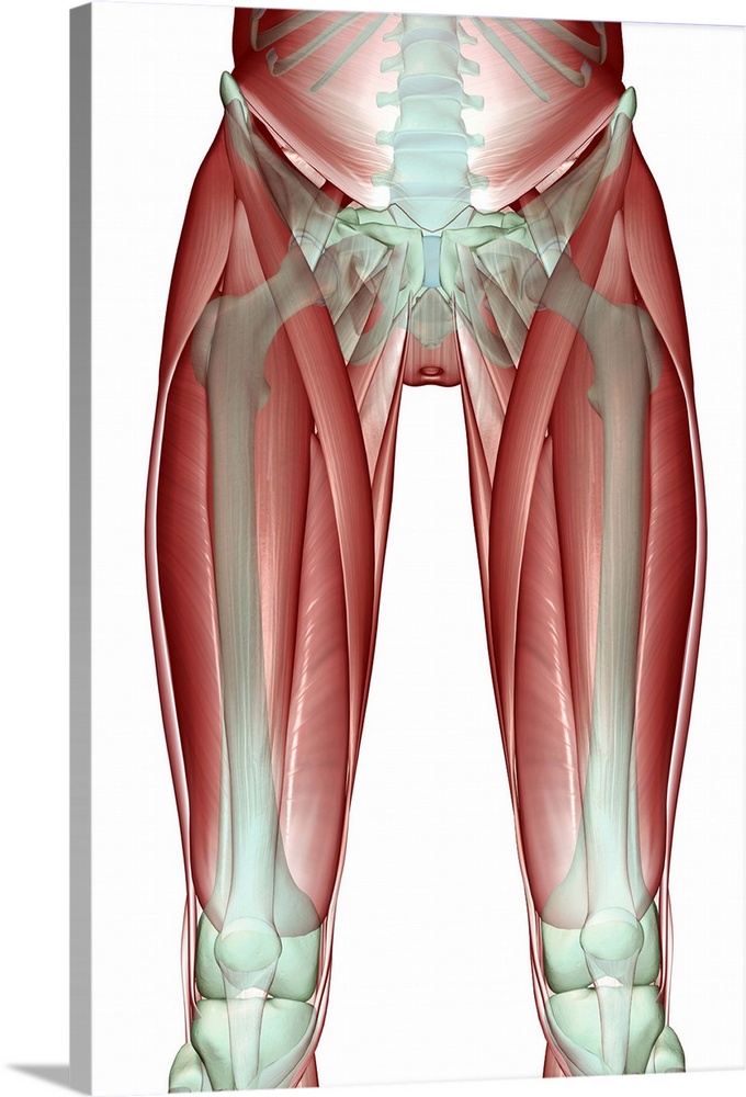 The musculoskeleton of the lower limb