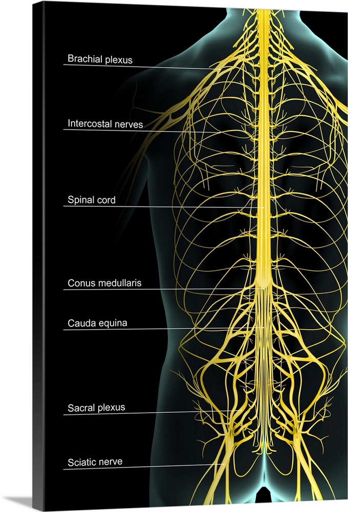 The nerve supply of the trunk