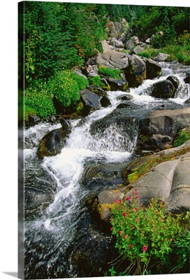 The Paradise River flows through the vibrant living landscape, Washington State